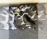 Small Photo #3 Siberian Husky Puppy For Sale in RANCHO SANTA MARGARITA, CA, USA