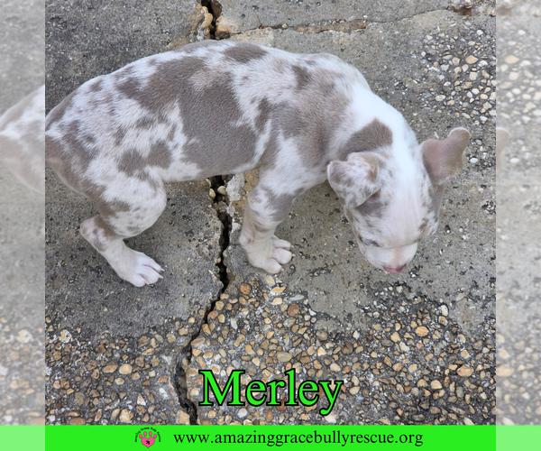 Medium Photo #8 American Bulldog-Unknown Mix Puppy For Sale in Milton, FL, USA