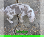 Small #7 American Bulldog Mix