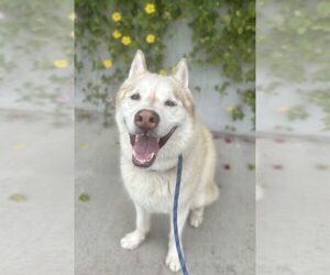Jet - Male Siberian Husky Dog for Adoption - Photo #2