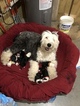 Small Photo #2 Old English Sheepdog Puppy For Sale in MESICK, MI, USA