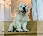 Puppy Gertie English Cream Golden Retriever