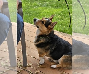 Father of the Pembroke Welsh Corgi puppies born on 06/07/2025