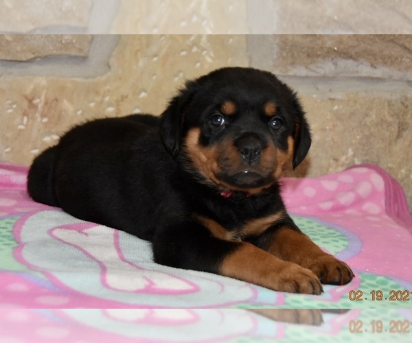 Medium Photo #2 Rottweiler Puppy For Sale in CELE, TX, USA