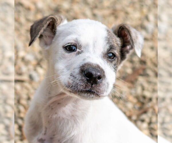 Medium Photo #1 Siberian Husky-Unknown Mix Puppy For Sale in Hilton Head, SC, USA
