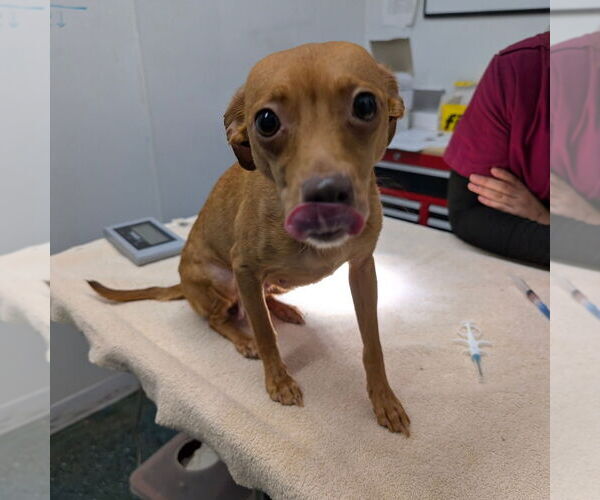 Medium Photo #1 Chihuahua-Unknown Mix Puppy For Sale in Chico, CA, USA