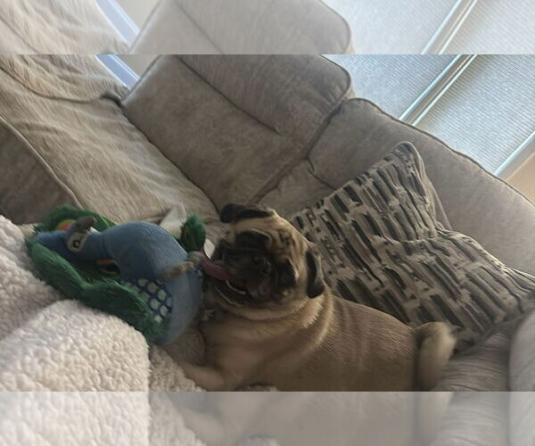 Medium Photo #4 Pug Puppy For Sale in Duluth, MN, USA
