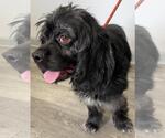 Small #1 Cocker Spaniel