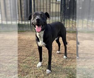 Mutt Dogs for adoption in Riverside, CA, USA