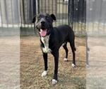 PINTO - Male Mutt Dog for Adoption - Small photo