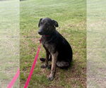 Small #6 Plott Hound Mix
