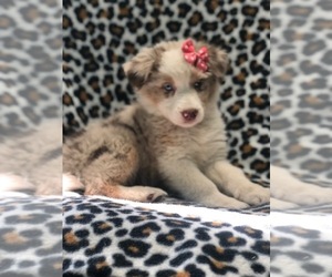 Australian Shepherd Puppy for sale in LAKELAND, FL, USA