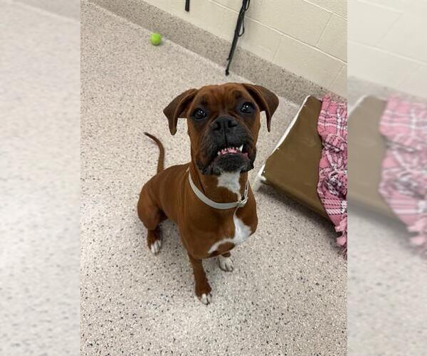 Medium Photo #1 Boxer Puppy For Sale in Brighton, CO, USA