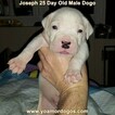 Small Photo #53 Dogo Argentino Puppy For Sale in PINEVILLE, MO, USA