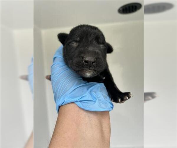 Medium Photo #1 Huskies -Unknown Mix Puppy For Sale in Houston, TX, USA