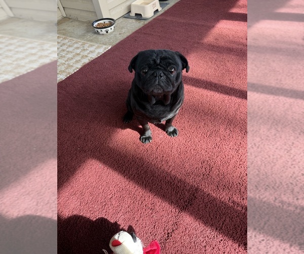 Medium Photo #1 Pug Puppy For Sale in SAINT PETERS, MO, USA