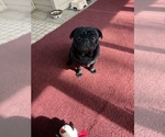 Small Photo #1 Pug Puppy For Sale in SAINT PETERS, MO, USA