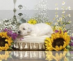 Small Photo #3 English Cream Golden Retriever Puppy For Sale in CONROE, TX, USA