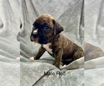 Puppy Puppy 3 Boxer