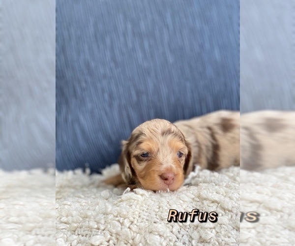 Medium Photo #3 Dachshund Puppy For Sale in EAST EARL, PA, USA