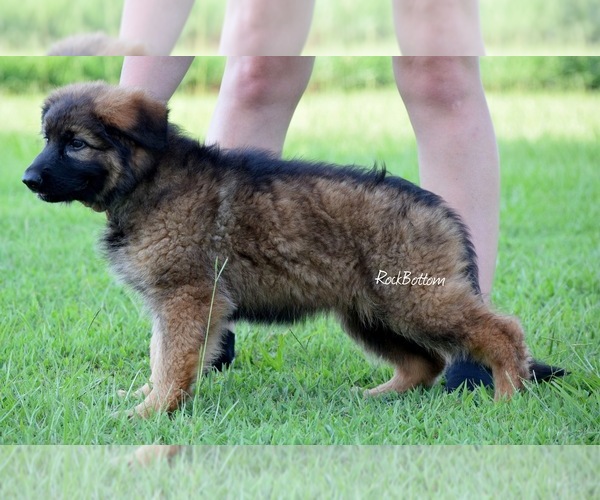 Medium Photo #2 German Shepherd Dog Puppy For Sale in MORRILTON, AR, USA