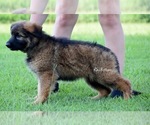 Small #1 German Shepherd Dog