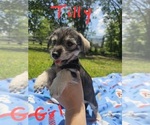 Small Photo #10 Chizer Puppy For Sale in MONTEZUMA, GA, USA