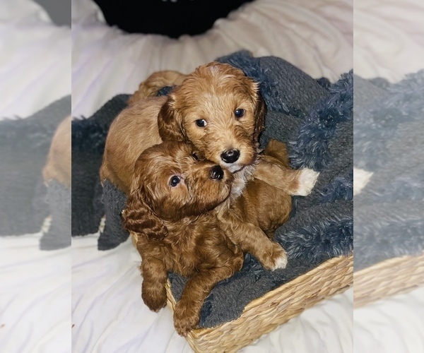 Full screen Photo #4 Goldendoodle (Miniature) Puppy For Sale in MIAMI, FL, USA
