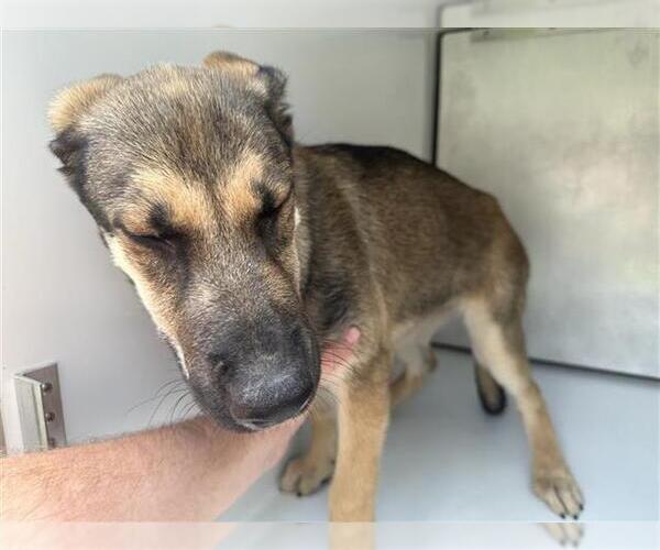 Medium Photo #1 German Shepherd Dog-Unknown Mix Puppy For Sale in Houston, TX, USA