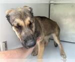 Small German Shepherd Dog Mix