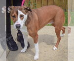 Small #4 American Staffordshire Terrier-Pointer Mix