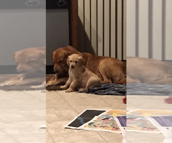 Medium Photo #1 Golden Retriever Puppy For Sale in CRANSTON, RI, USA