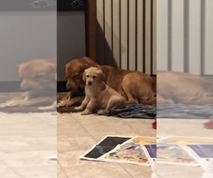 Medium Golden Retriever