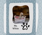 Puppy Ms White Golden Retriever