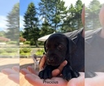 Small Photo #1 Labrador Retriever Puppy For Sale in LA CONNER, WA, USA
