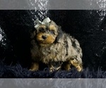 Small Photo #59 Morkie Puppy For Sale in WARSAW, IN, USA
