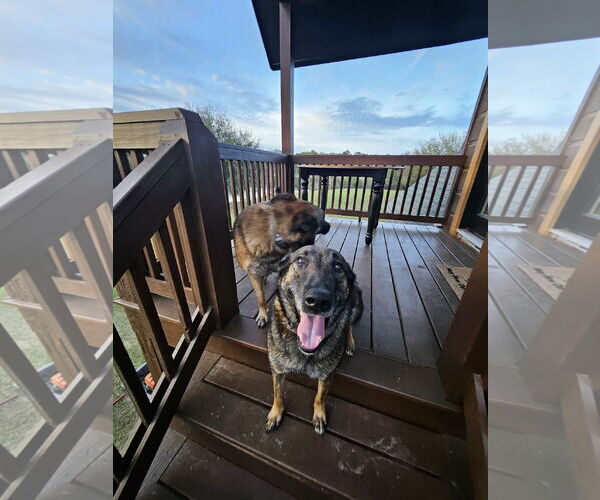 Medium Photo #1 Mutt Puppy For Sale in Stevens Point, WI, USA