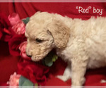 Small Photo #1 Goldendoodle Puppy For Sale in MANSFIELD, TX, USA