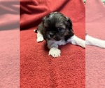 Small Photo #4 Shih Tzu Puppy For Sale in CANONSBURG, PA, USA