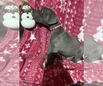 Small Photo #4 Great Dane Puppy For Sale in WILLIS, TX, USA
