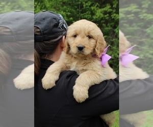 Goldendoodle Puppy for sale in KINGSPORT, TN, USA