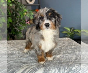 Miniature Bernedoodle Puppy for sale in GREENWOOD, IN, USA