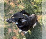 Small #8 Mutt