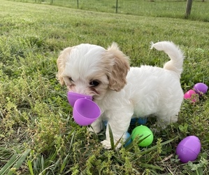 Bichpoo Puppy for sale in GAY, GA, USA