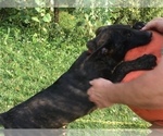 Small Photo #3 Dutch Shepherd Dog Puppy For Sale in SPENCERVILLE, IN, USA