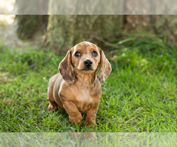 Medium Photo #33 Dachshund Puppy For Sale in BREMEN, IN, USA
