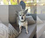 Small #5 Chihuahua Mix