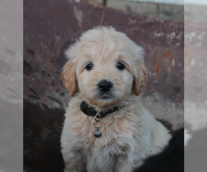 English Cream Golden Retriever-Poodle (Miniature) Mix Puppy for sale in GOLDEN, CO, USA