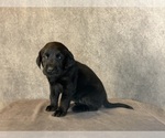 Small #3 Labrador Retriever