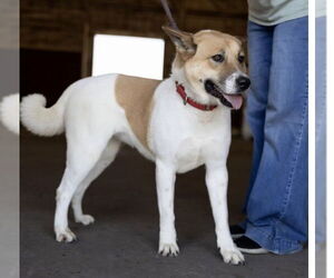 Canaan Dog-German Shepherd Dog Mix Dogs for adoption in Pottstown, PA, USA
